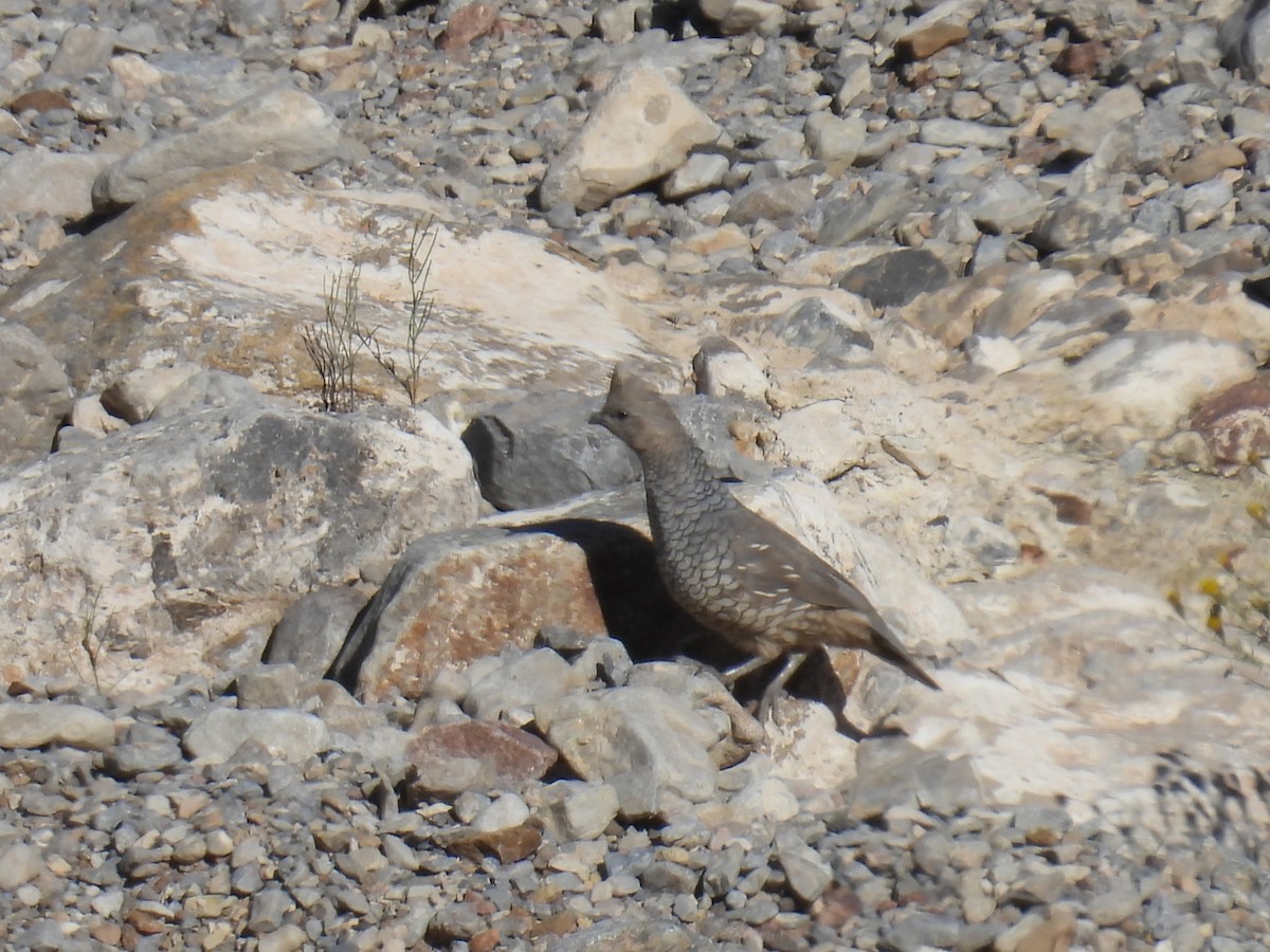 Scaled Quail - ML644294201