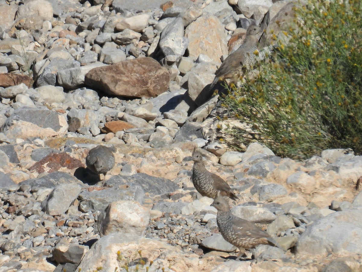 Scaled Quail - ML644294202