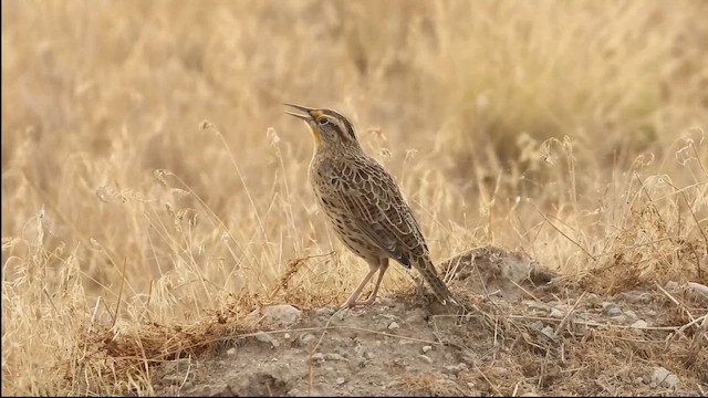 Western Meadowlark - ML644294203