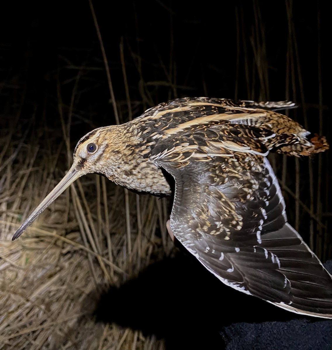 Common Snipe - ML644294204
