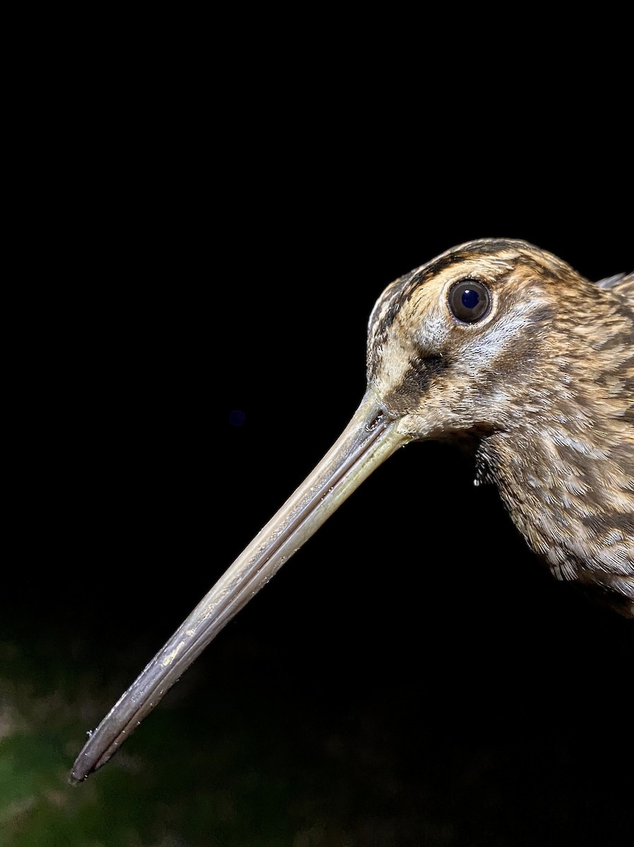 Common Snipe - ML644294206