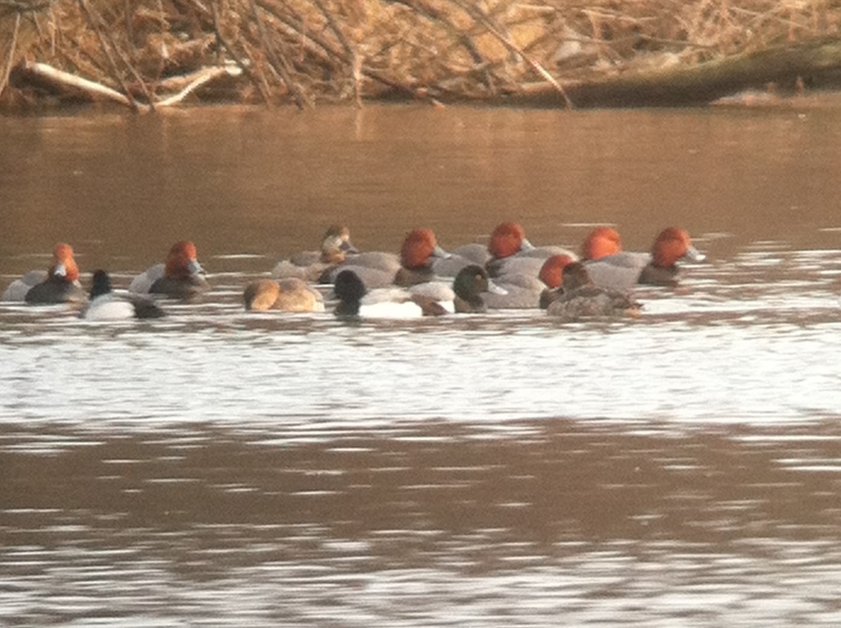 Fuligule milouinan - ML644294207