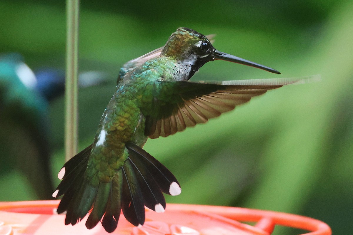 Long-billed Starthroat - ML644294208
