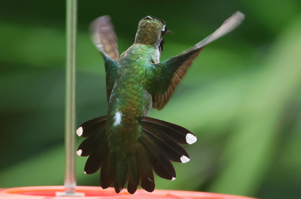 Long-billed Starthroat - ML644294210