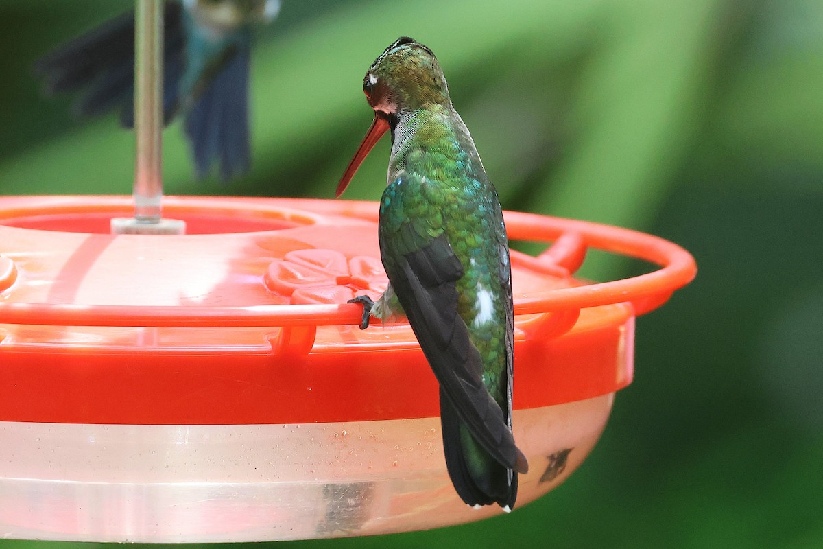 Long-billed Starthroat - ML644294211