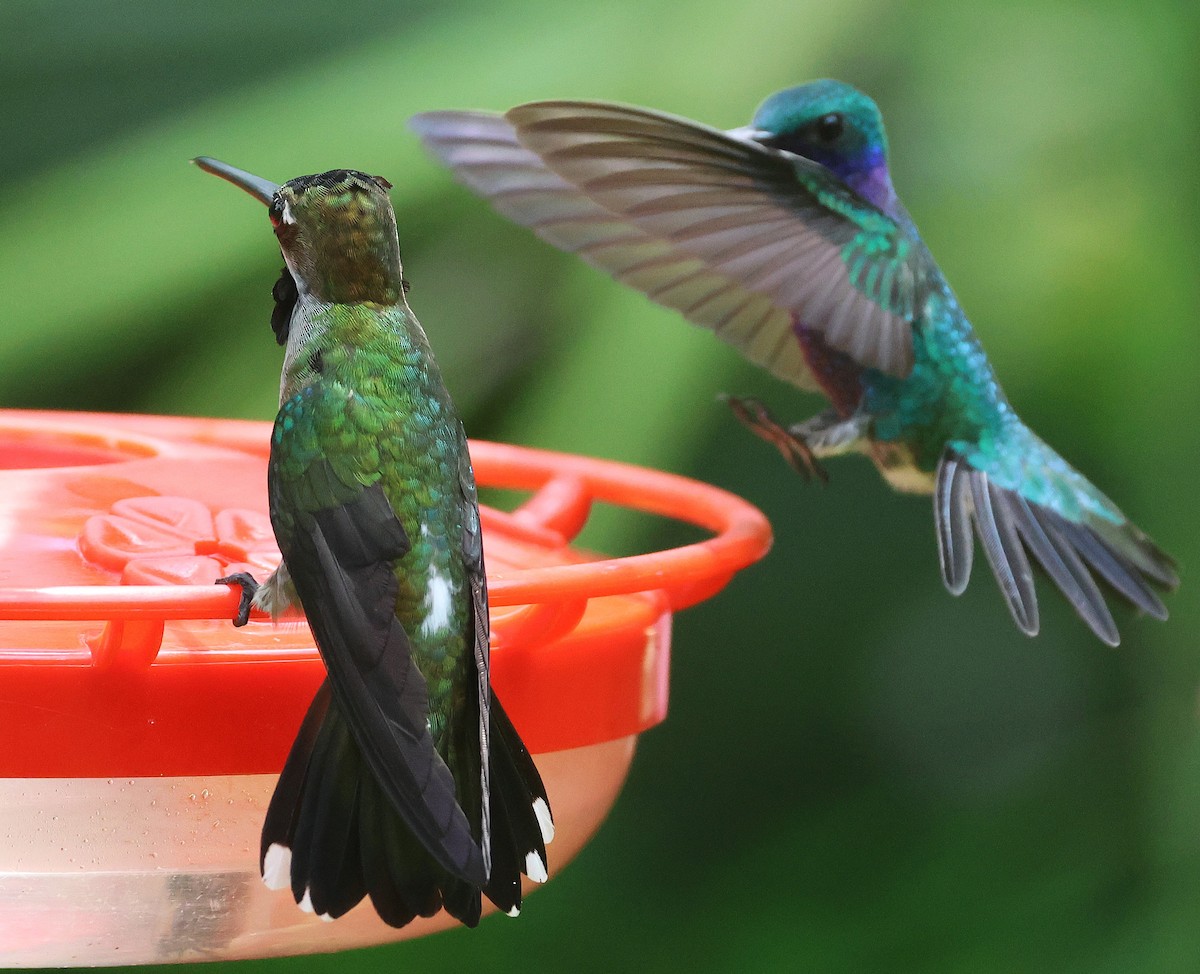 Long-billed Starthroat - ML644294212