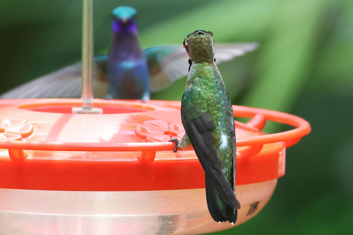 Long-billed Starthroat - ML644294213