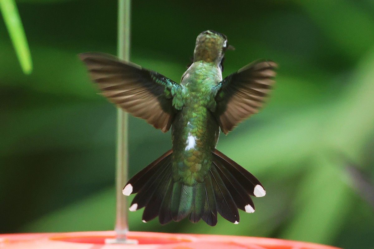 Long-billed Starthroat - ML644294215