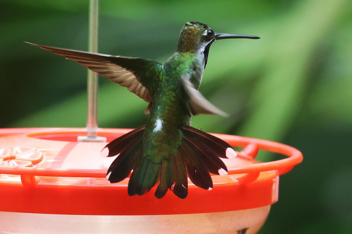 Long-billed Starthroat - ML644294216