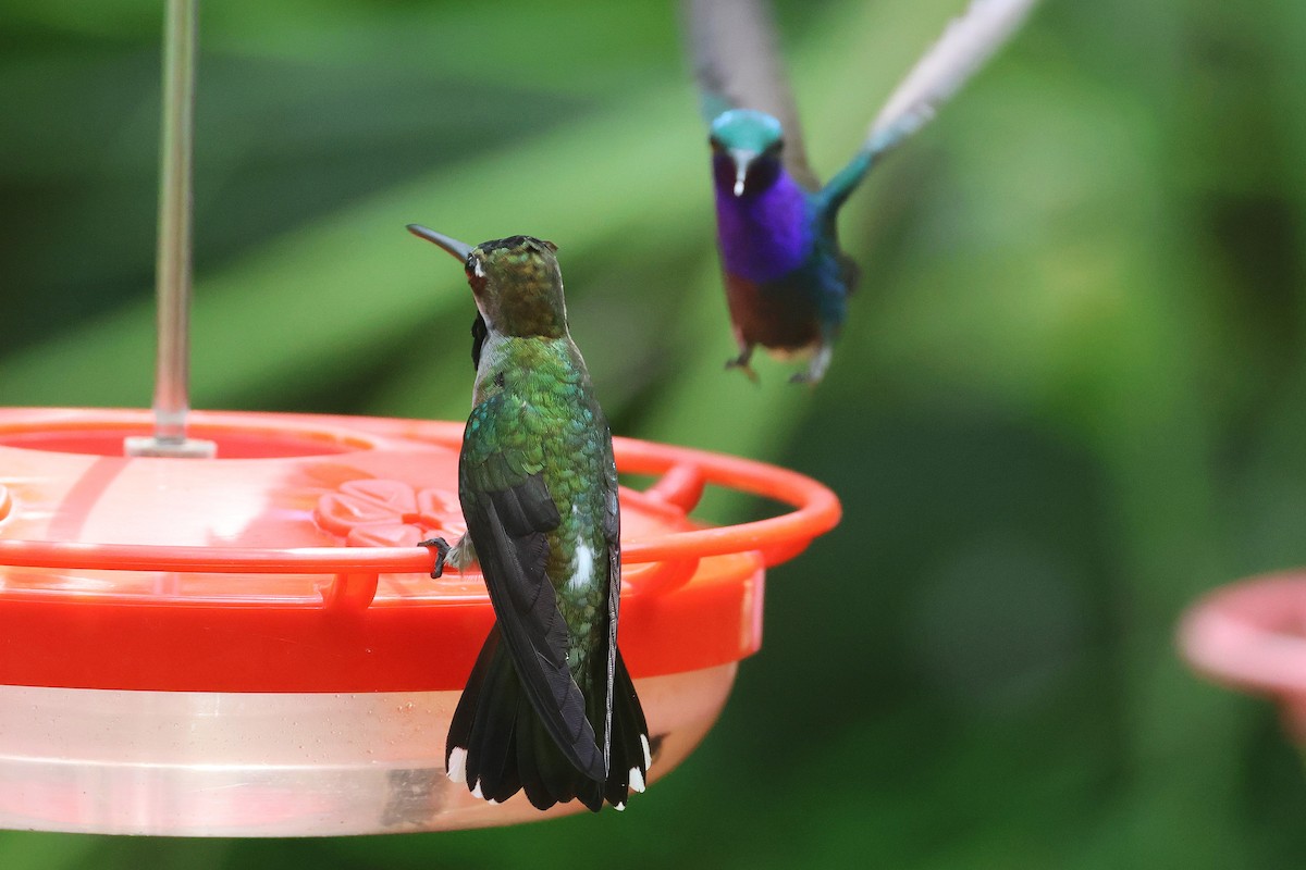 Long-billed Starthroat - ML644294217