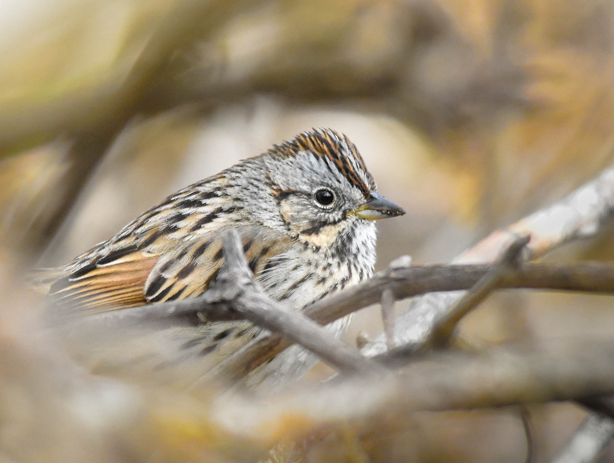 Lincoln's Sparrow - ML644294221