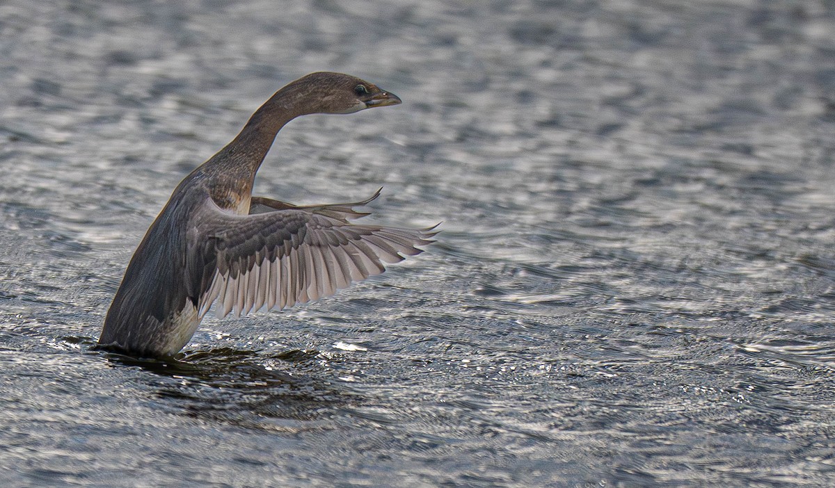 Pied-billed Grebe - ML644294222