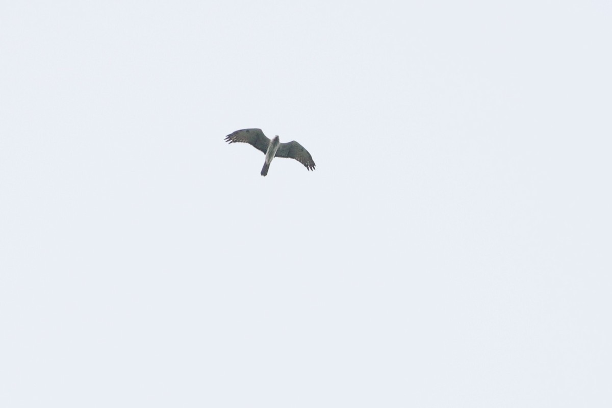 Pied Harrier - ML644294223