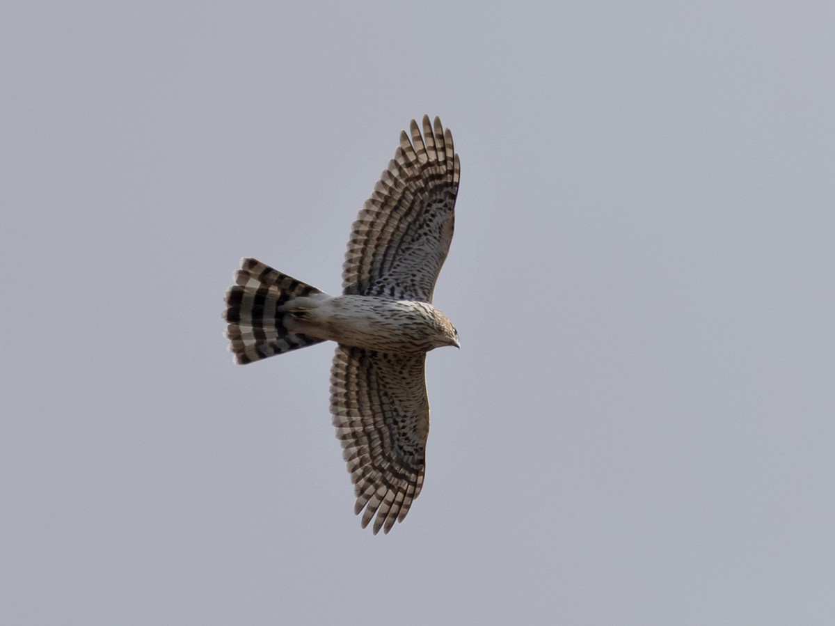 Cooper's Hawk - ML644294224