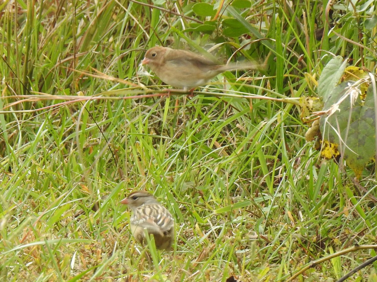 Field Sparrow - ML644294225