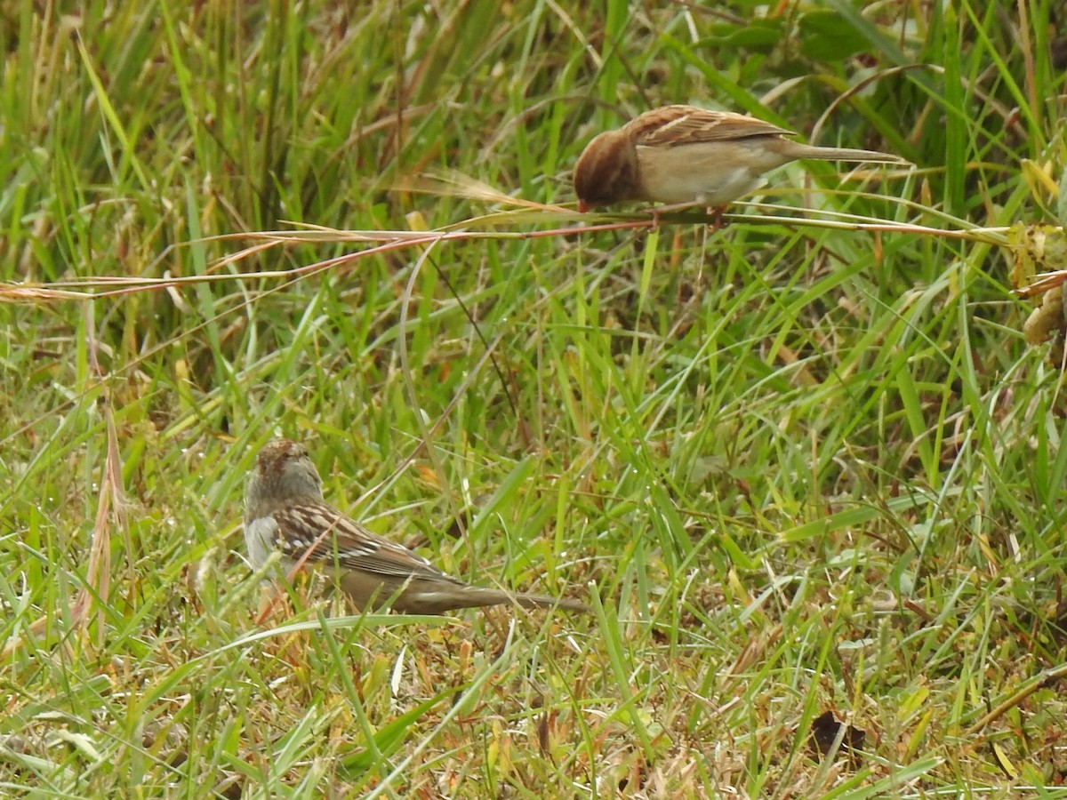 Field Sparrow - ML644294226