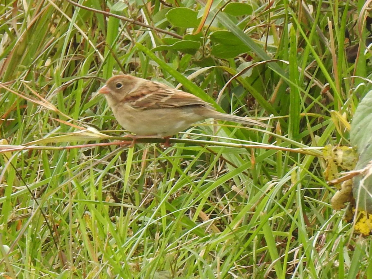 Field Sparrow - ML644294227