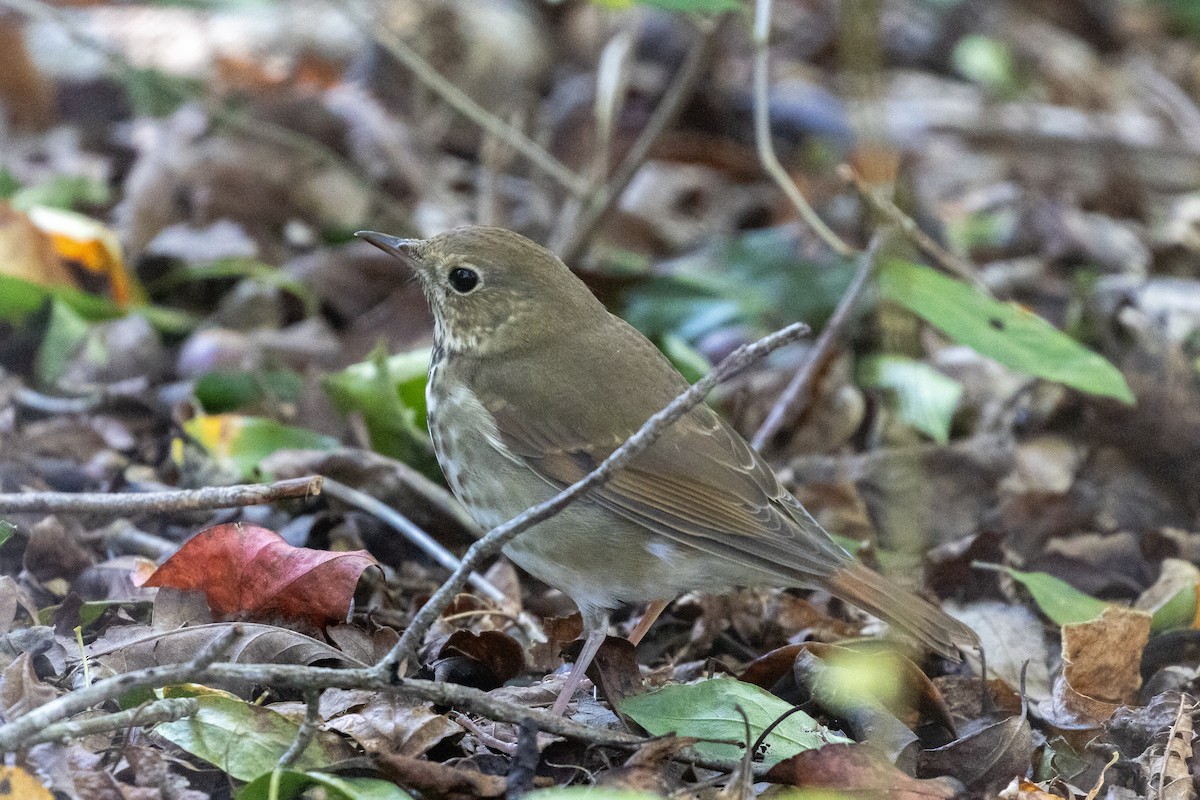 Hermit Thrush - ML644294228