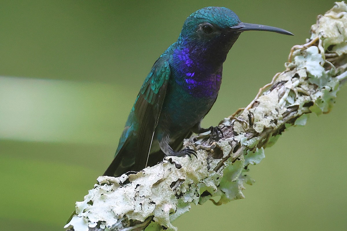 Sapphire-throated Hummingbird - ML644294232