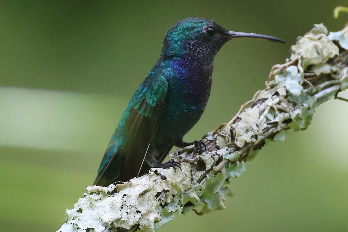 Sapphire-throated Hummingbird - ML644294233