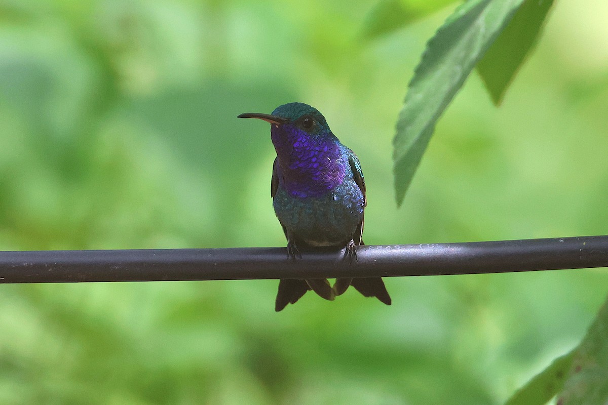 Sapphire-throated Hummingbird - ML644294235