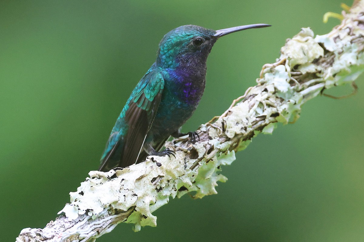 Sapphire-throated Hummingbird - ML644294239