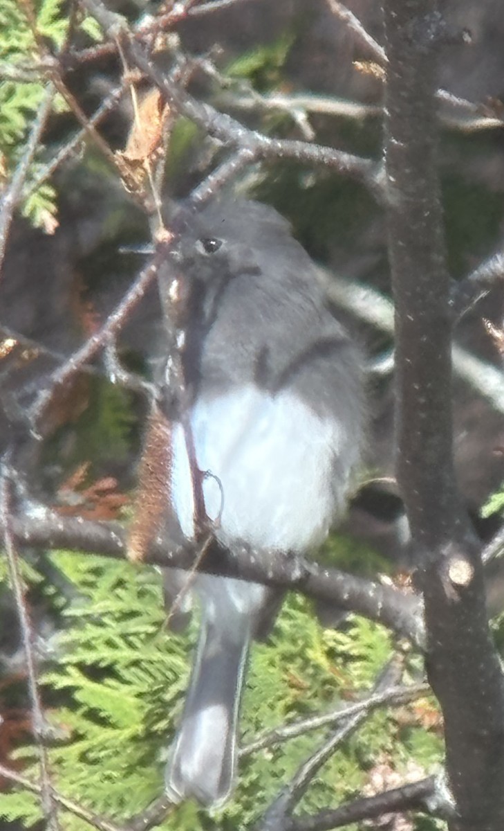 Black Phoebe - ML644294245