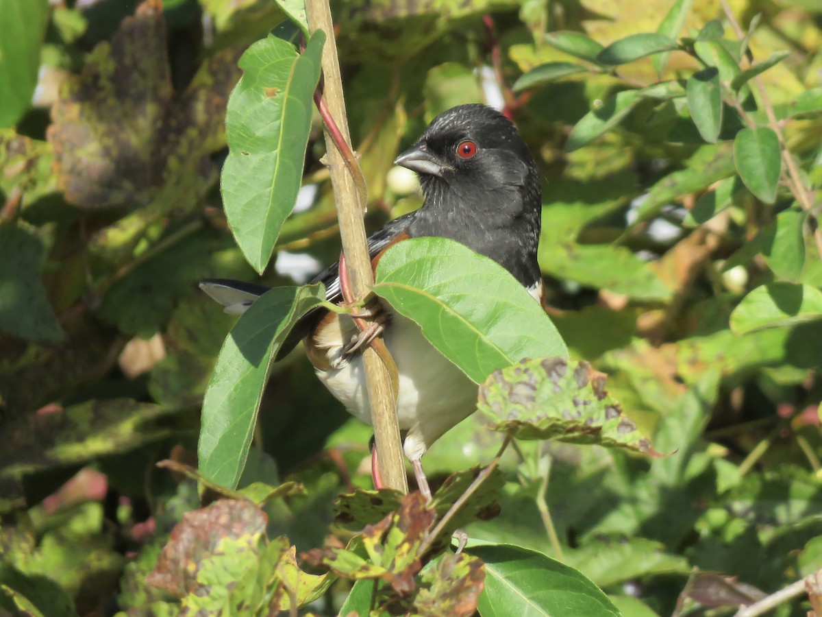 Eastern Towhee - ML644294250
