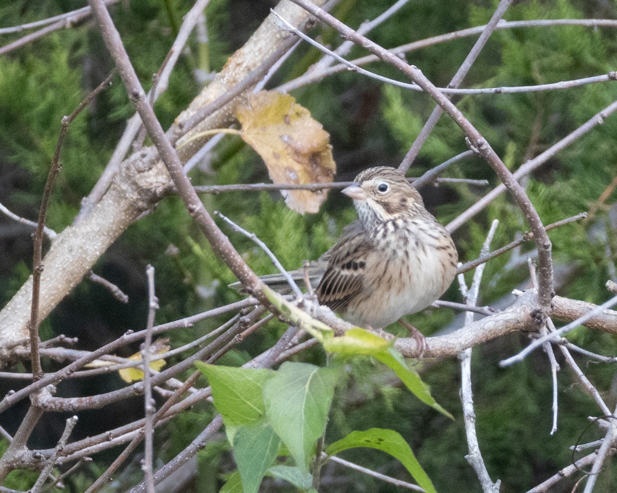 Vesper Sparrow - ML644294251