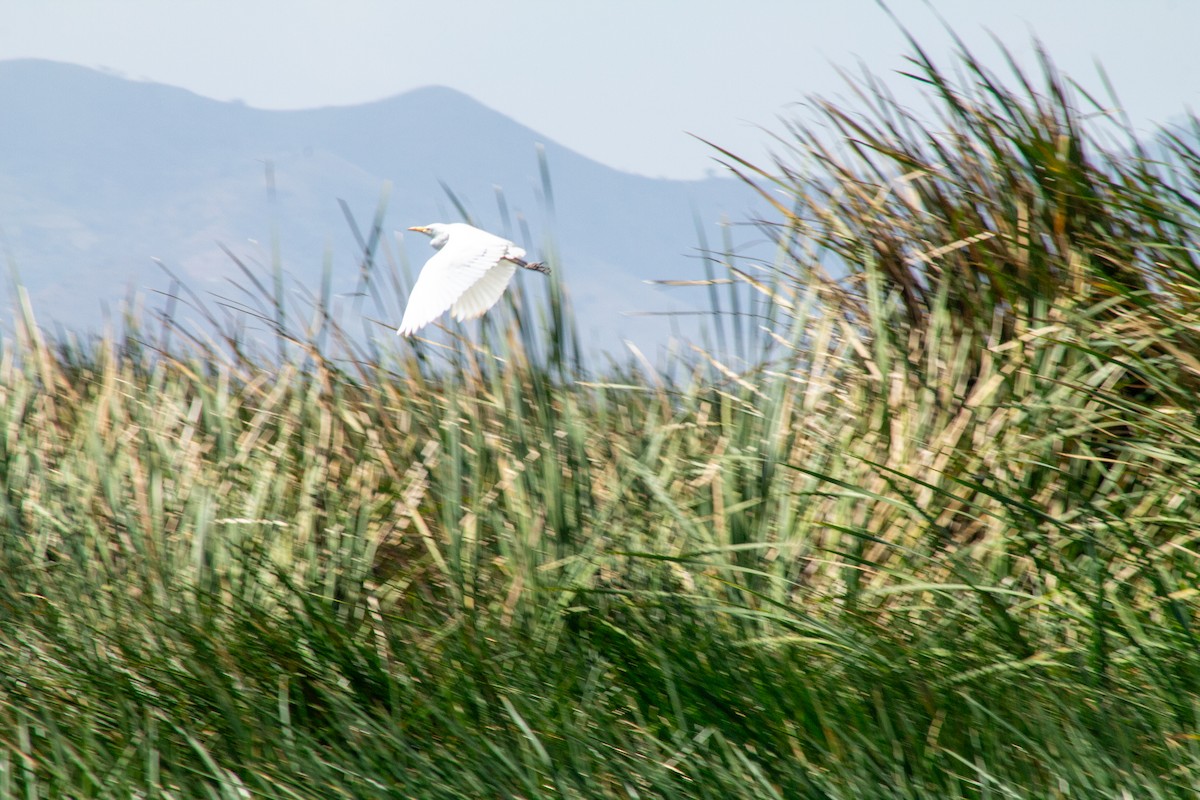 Kuhreiher - ML644294253