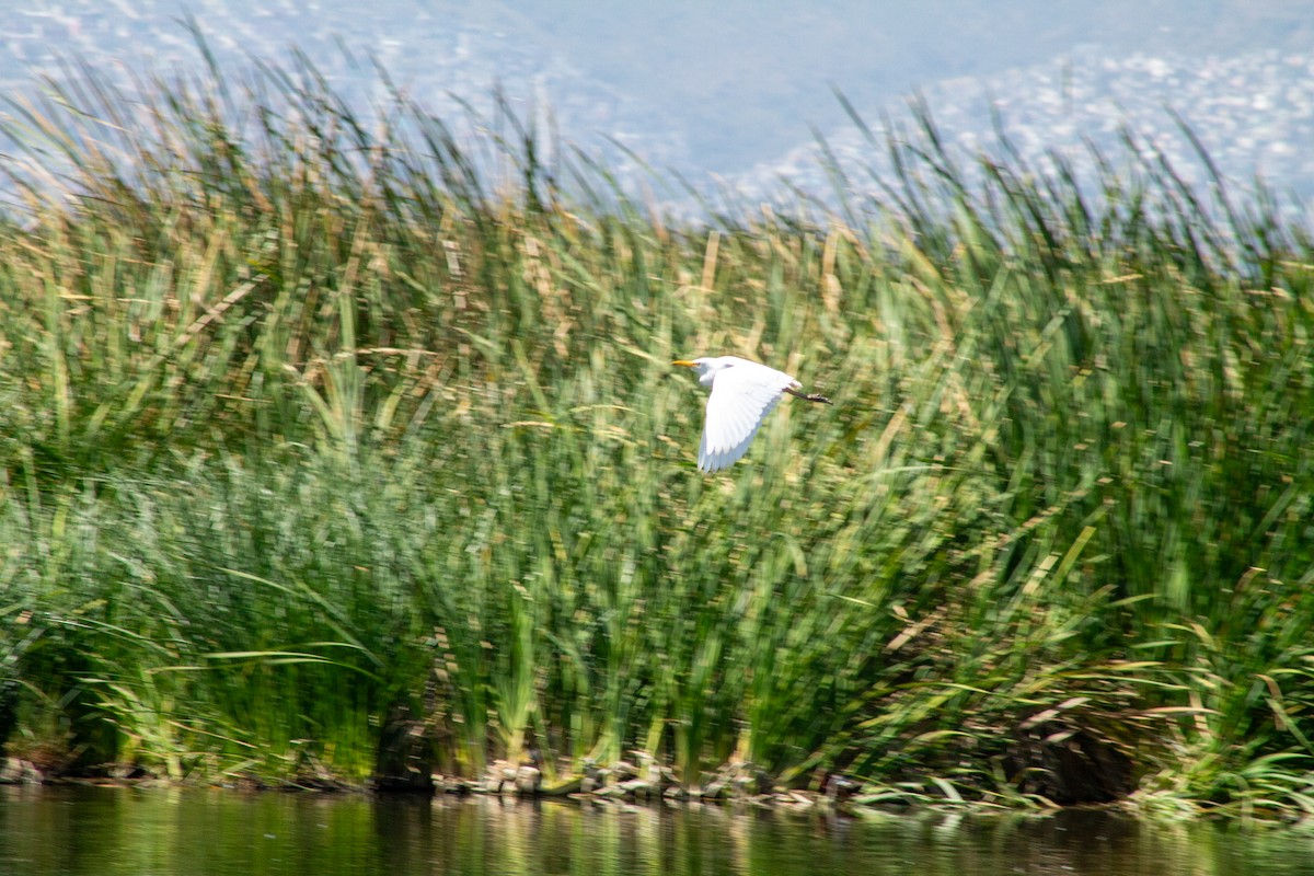 Western Cattle-Egret - ML644294254