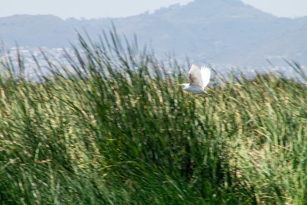 Kuhreiher - ML644294255