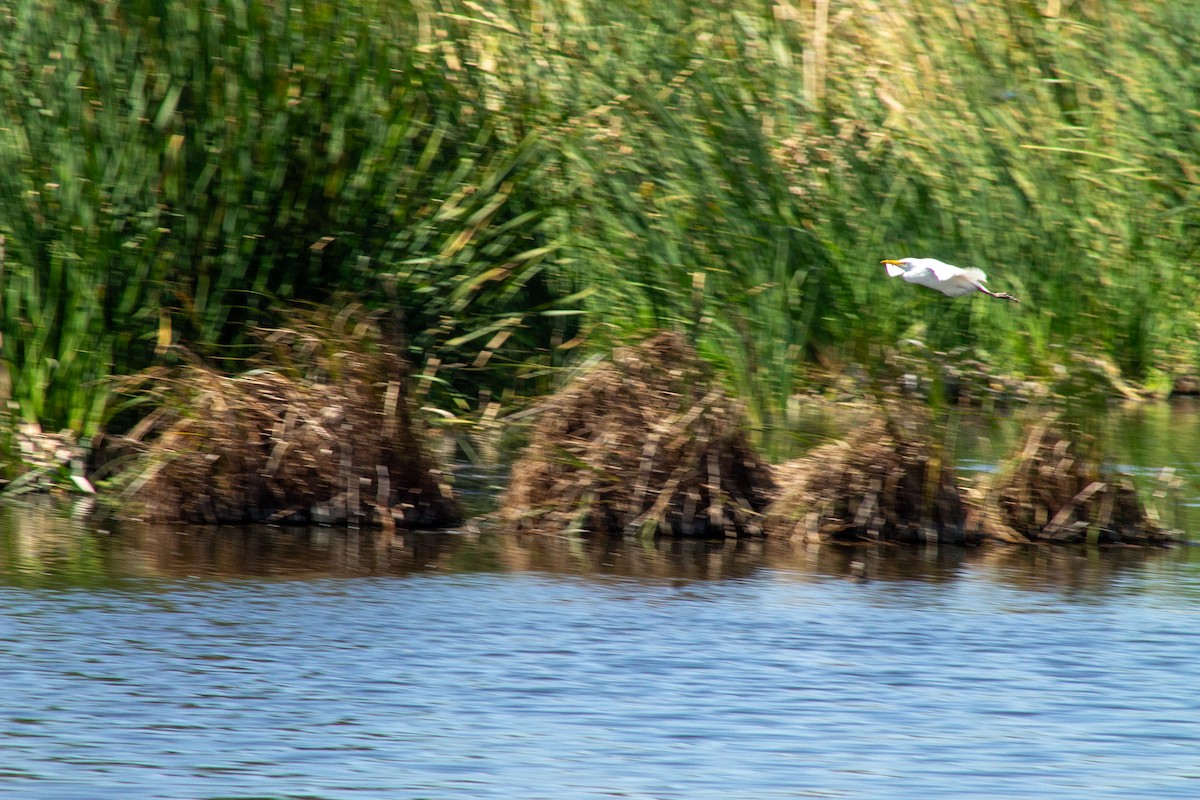 Western Cattle-Egret - ML644294256
