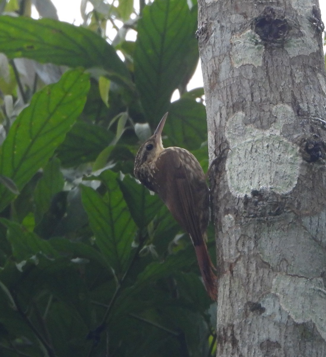 Grimpar brun - ML644294257