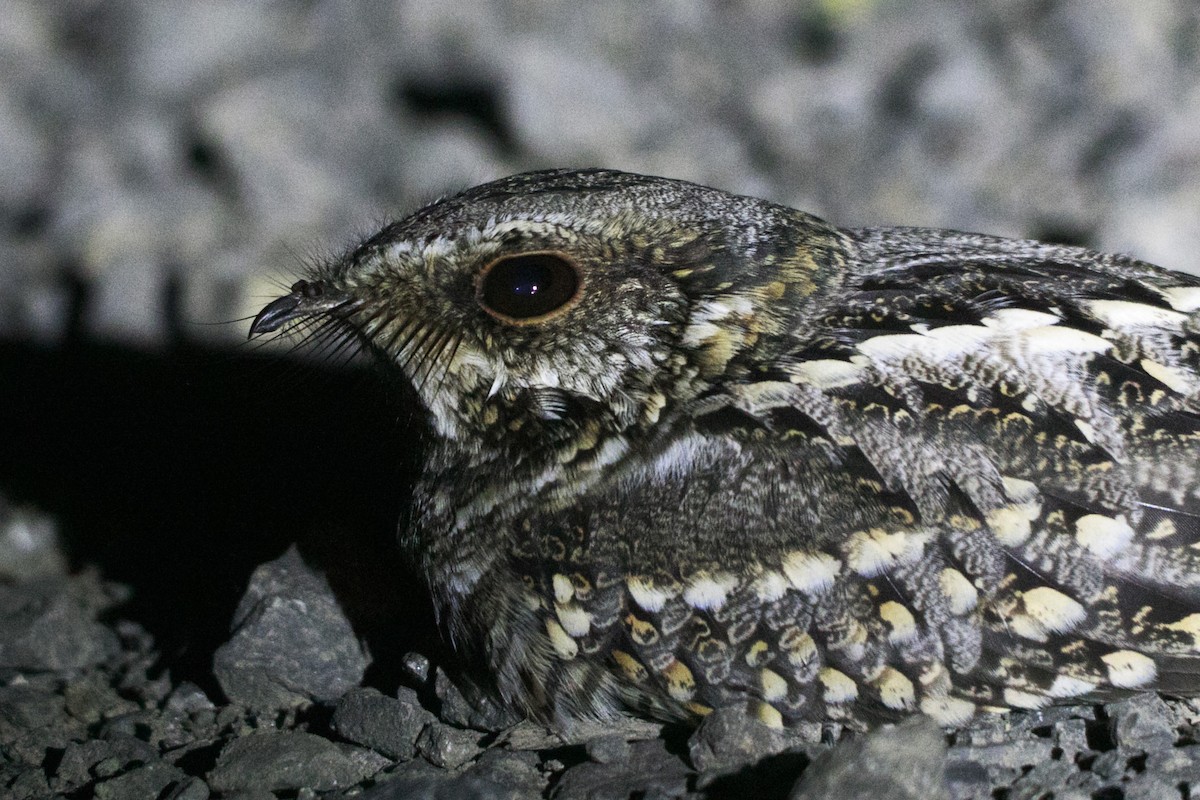 Scissor-tailed Nightjar - ML644294260