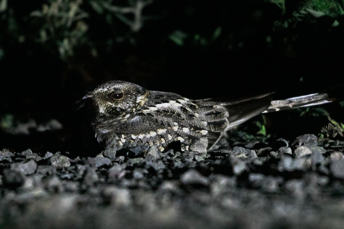 Scissor-tailed Nightjar - ML644294261
