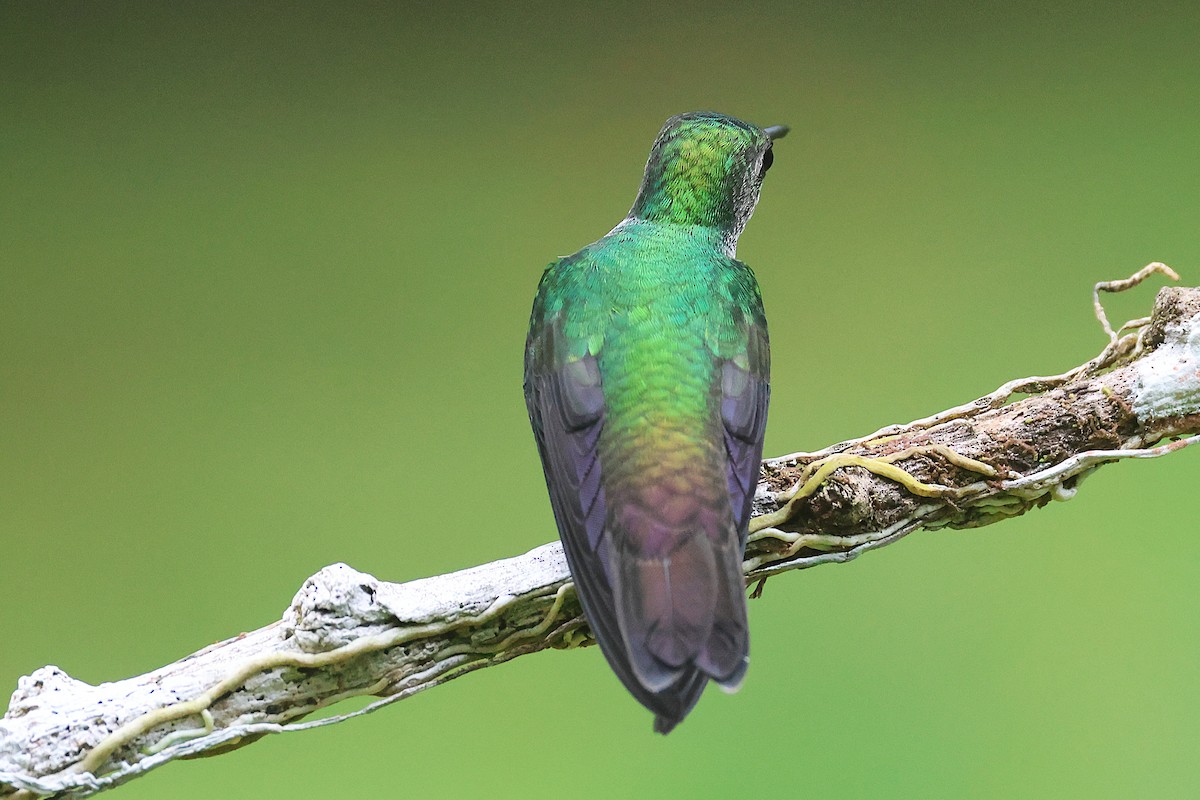 エメラルドハチドリ - ML644294274