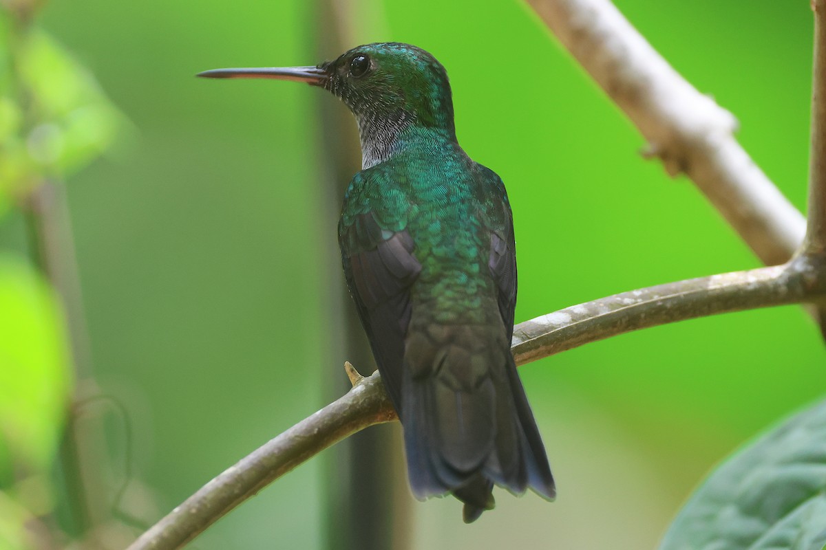 エメラルドハチドリ - ML644294275