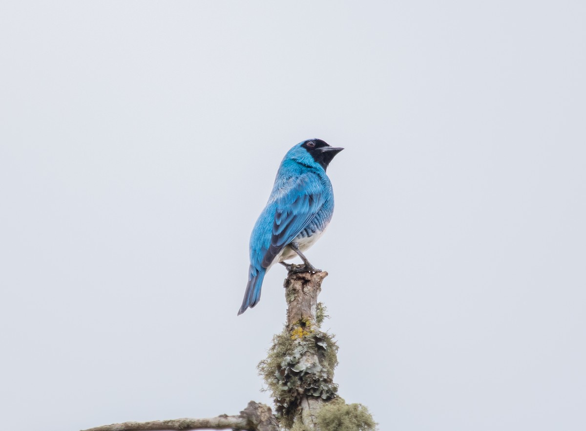 Swallow Tanager - ML644294276