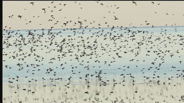 Northern Shoveler - ML644294279