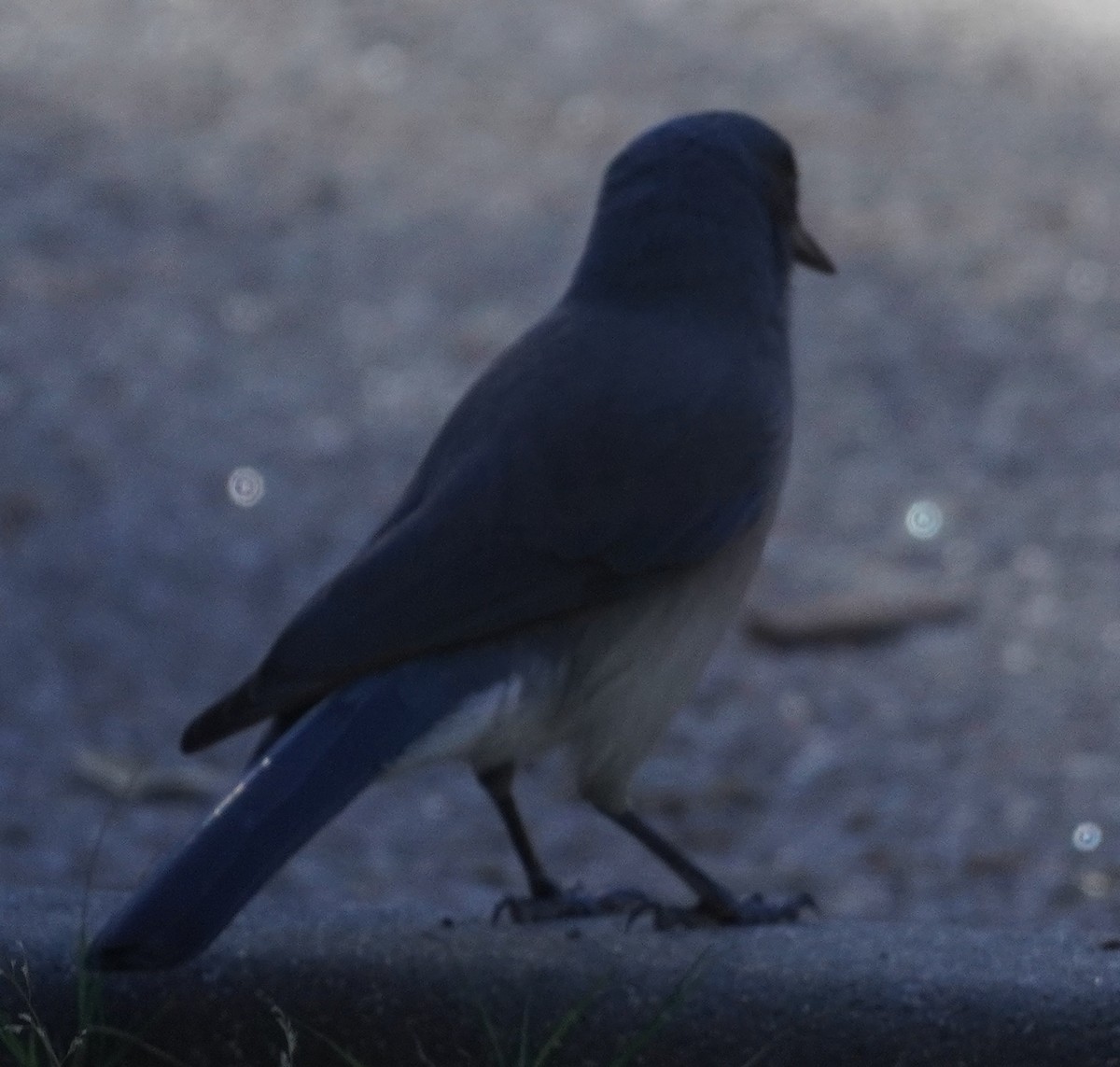 mexicoskrike - ML644294280