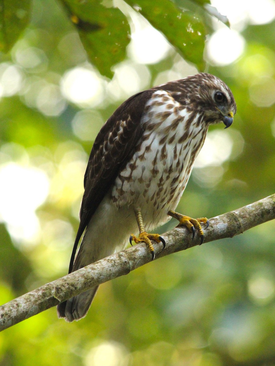 Gri Şahin - ML644294286