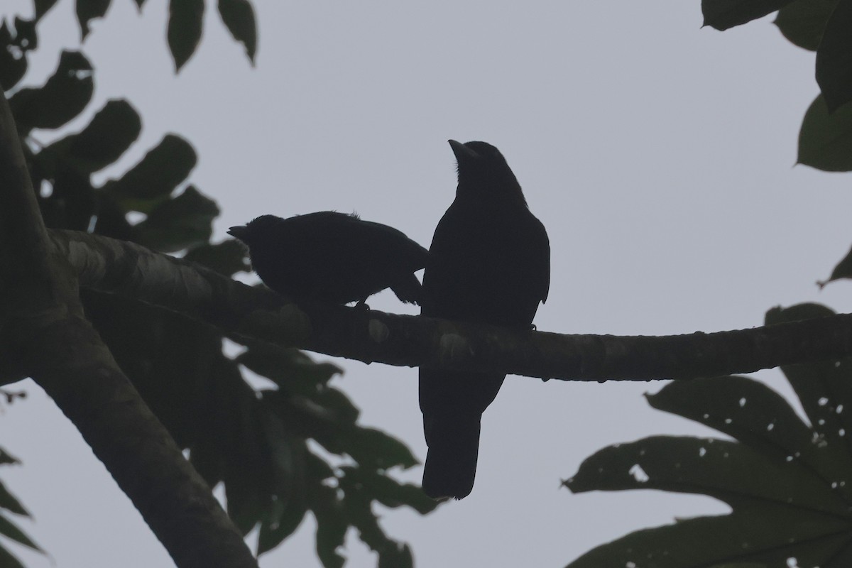 Purple-throated Fruitcrow - ML644294297