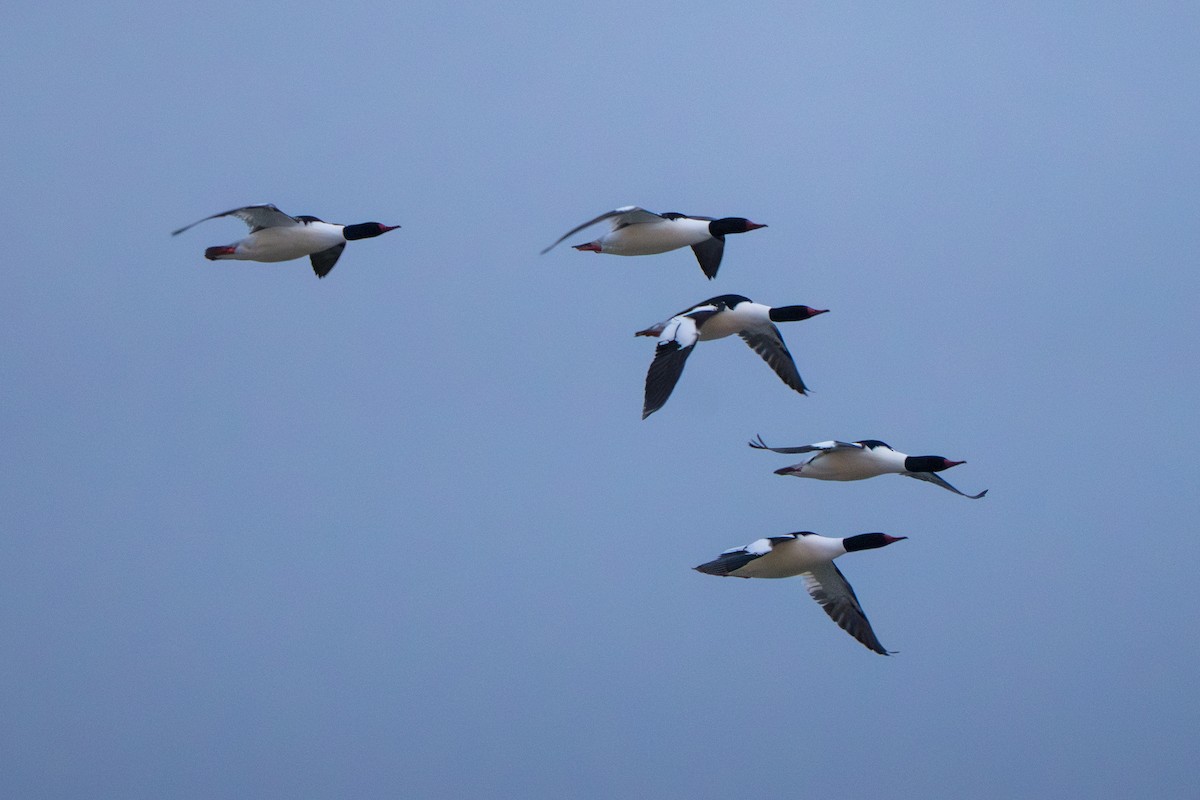 Grand Harle - ML644294310