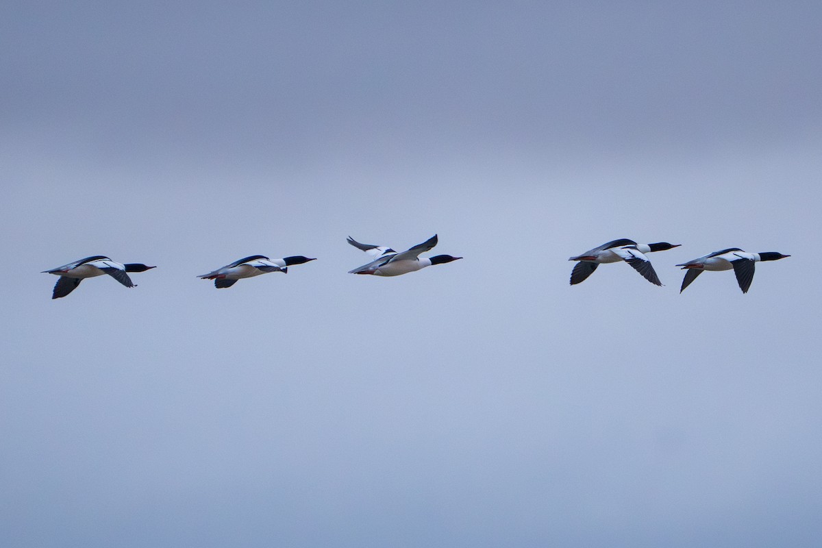 Grand Harle - ML644294311