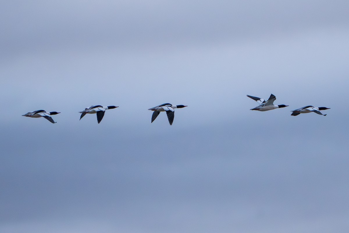 Grand Harle - ML644294312