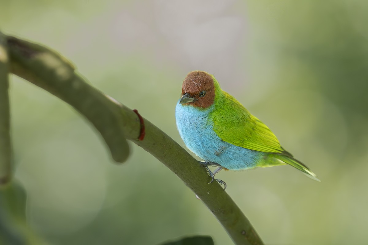 Рыжеголовая танагра - ML644294313