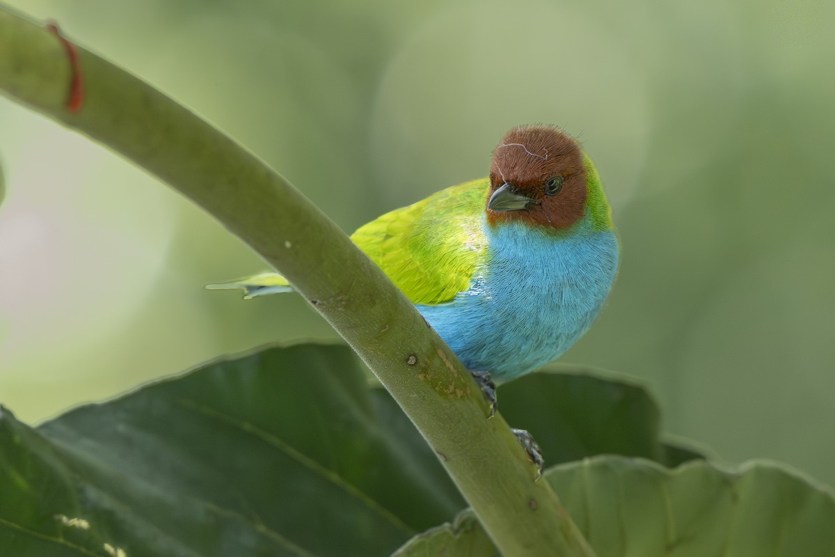 Calliste rouverdin - ML644294314