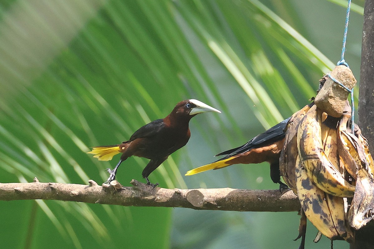 Cassique à tête brune - ML644294316