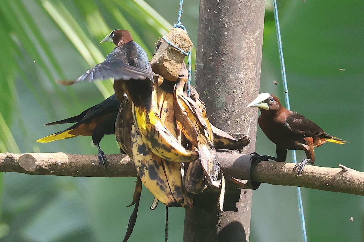 Cassique à tête brune - ML644294317
